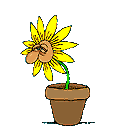 flor